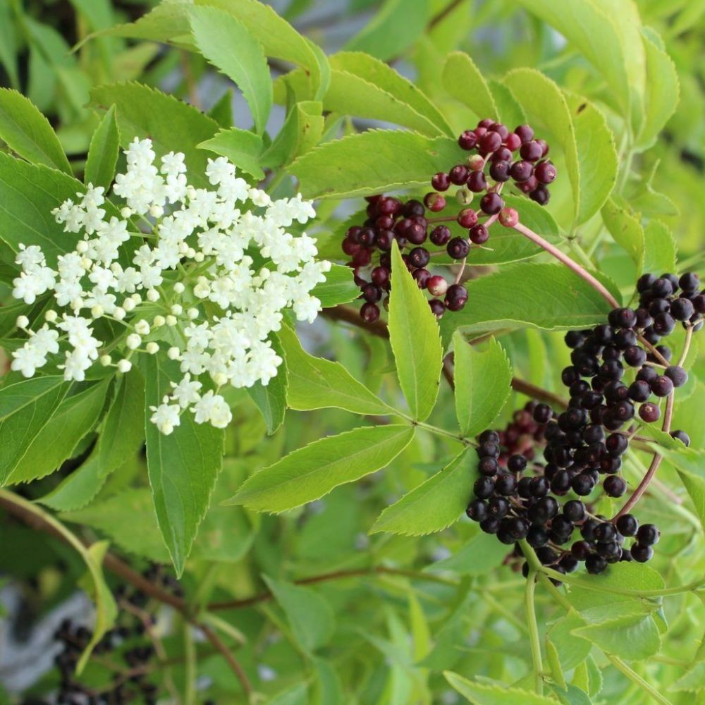 10 Sambucus Canadensis American Elderberry Shrub Seeds For Planting | www.seedsplantworld.com