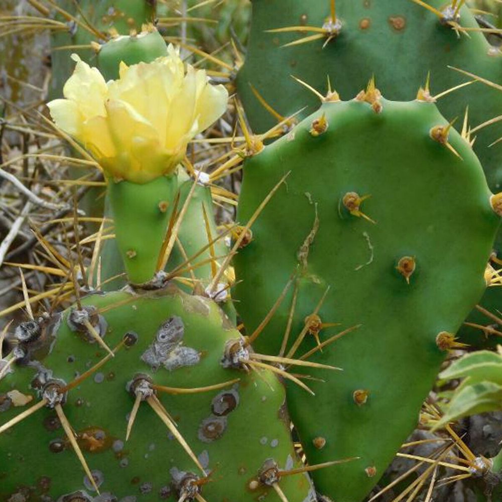 10 Opuntia Dillenii Beach Prickly Pear Cactus Seeds For Planting | www.seedsplantworld.com