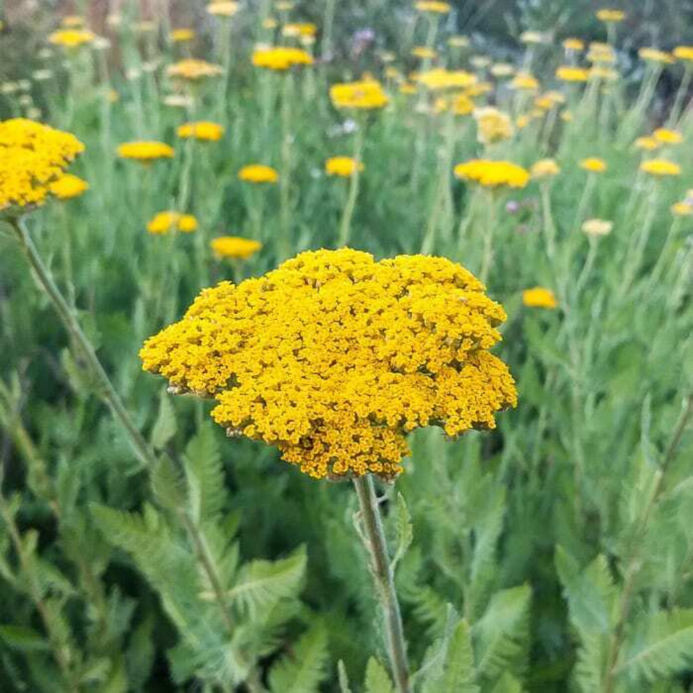 1500 Gold Yarrow Butterlies And Hummingbirds Easy Grow Perennial Flowers Seeds | www.seedsplantworld.com