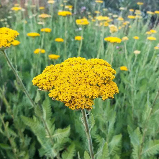 1500 Gold Yarrow Butterlies And Hummingbirds Easy Grow Perennial Flowers Seeds | www.seedsplantworld.com