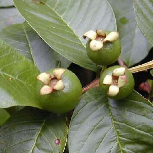 5 Psidium Guajava True Guava Tree Seeds For Planting | www.seedsplantworld.com