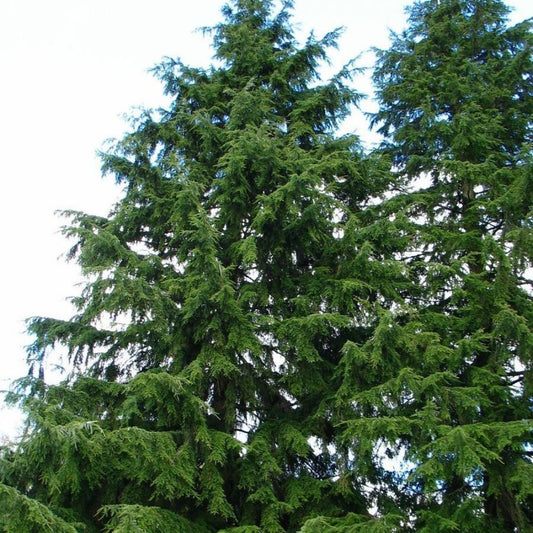 5 Tsuga Heterophylla Western Hemlock Tree Seeds For Planting | www.seedsplantworld.com