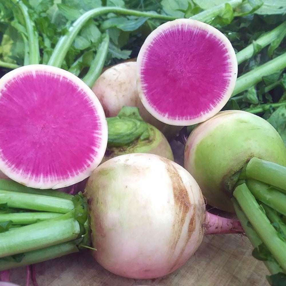 100 Watermelon Radish NON-GMO Shrinrimei Chinese Heirloom Vegetable Seeds | www.seedsplantworld.com