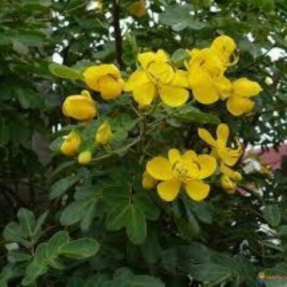 5 Cassia Occidentalis Coffee Senna Yellow Flowers Seeds For Planting | www.seedsplantworld.com