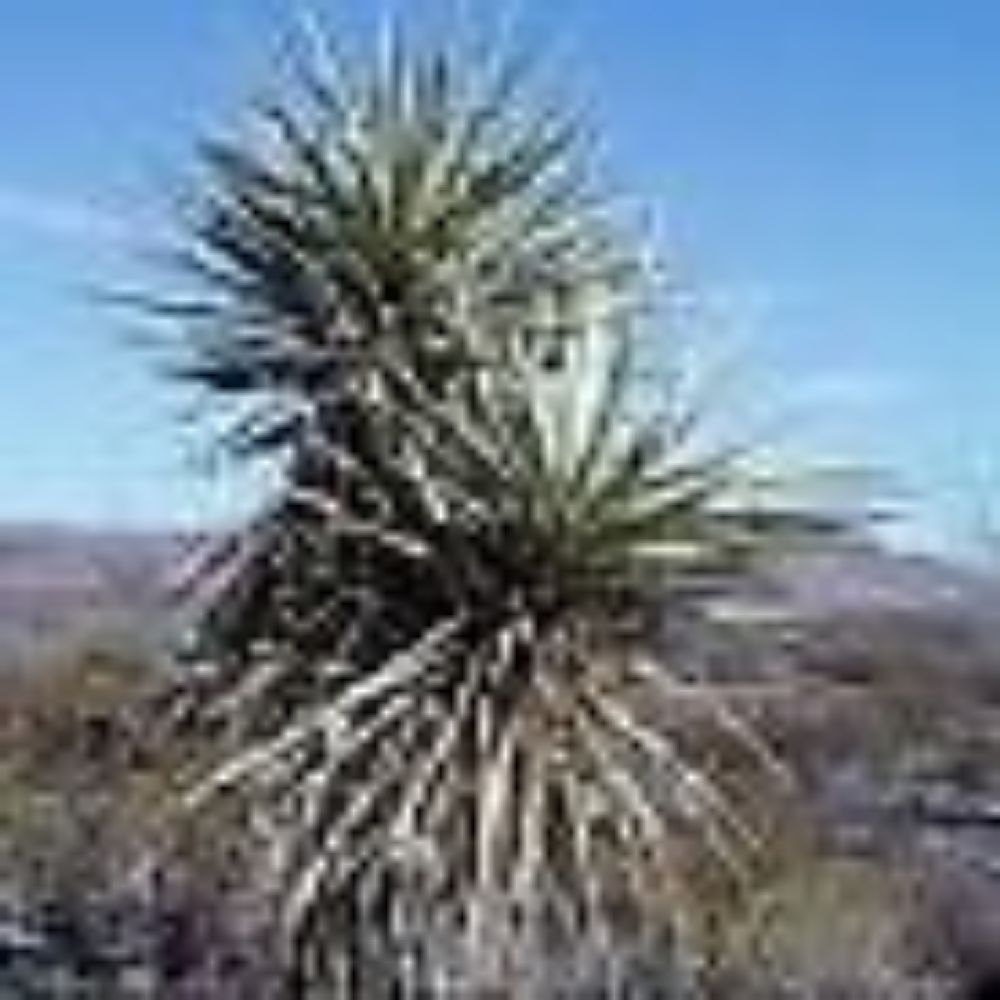 5 Yucca Glauca Rare Tree Form Plains Yucca Seeds For Planting | www.seedsplantworld.com