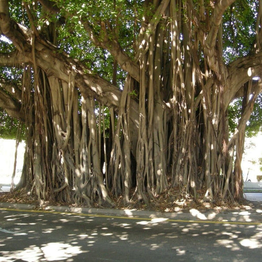 5 Ficus Benghalensis Banyan Tree Seeds For Planting | www.seedsplantworld.com