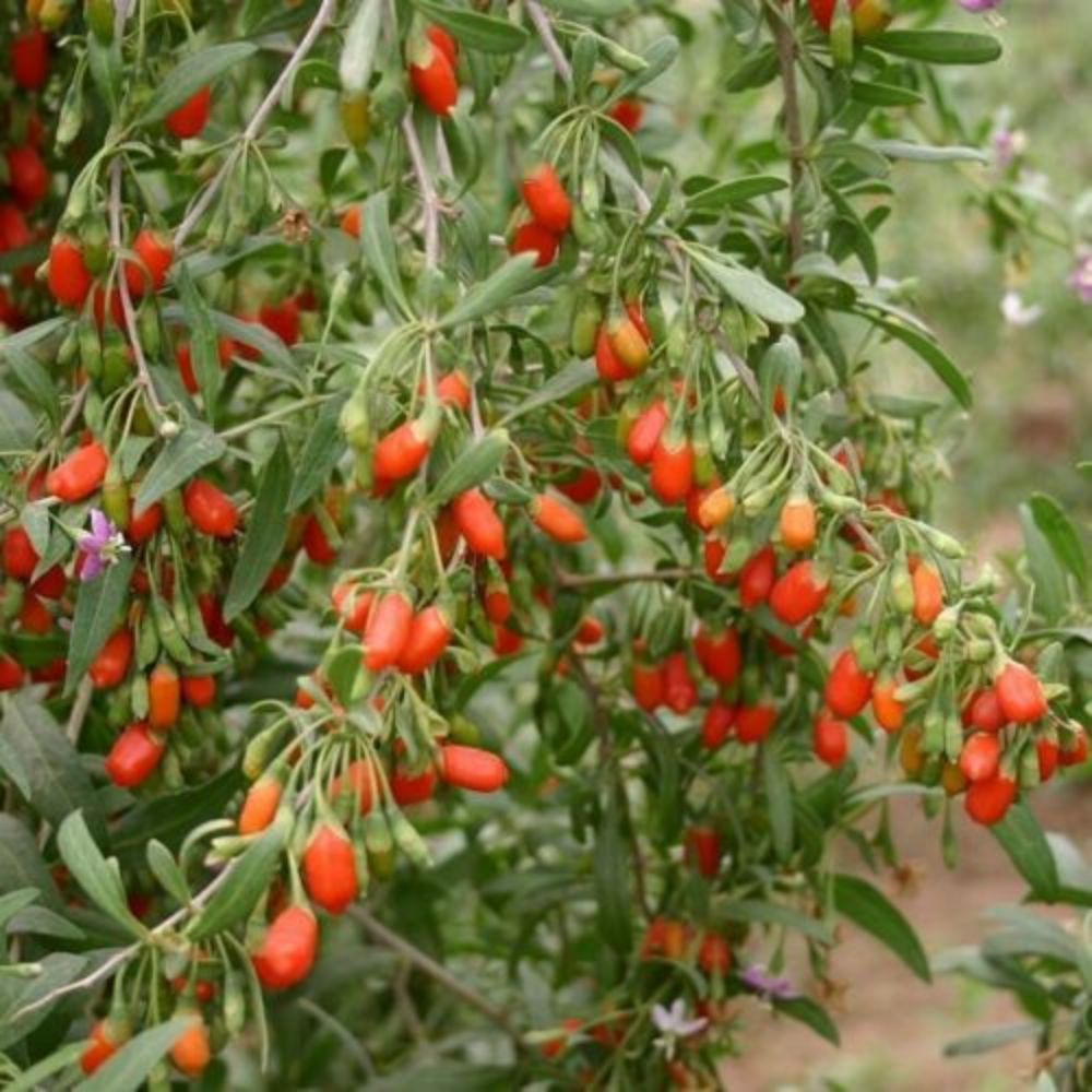 10 Lycium Chinense Goji Berry Shrub Seeds For Planting | www.seedsplantworld.com