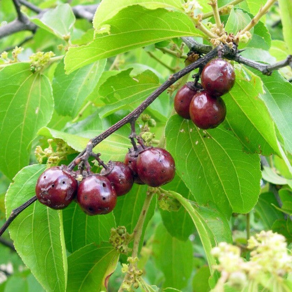 5 Ziziphus Mucronata Buffalo Thorn Fruit Tree Seeds For Planting | www.seedsplantworld.com