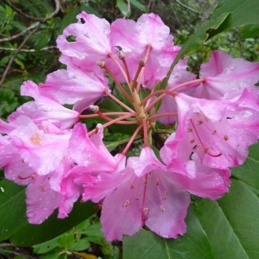 10 Rhododendron Macrophyllum Bigleaf Rhododendron Seeds For Planting | www.seedsplantworld.com