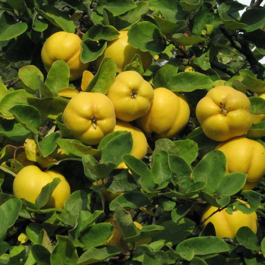 5 Cydonia Oblonga Quince Tree Seeds For Planting | www.seedsplantworld.com