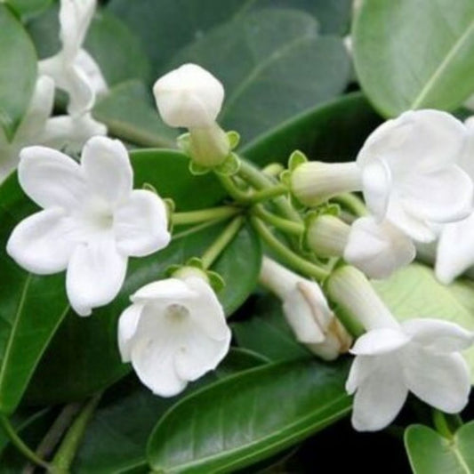 5 Stephanotis Floribunda Madagascar Jasmine Seeds For Planting | www.seedsplantworld.com