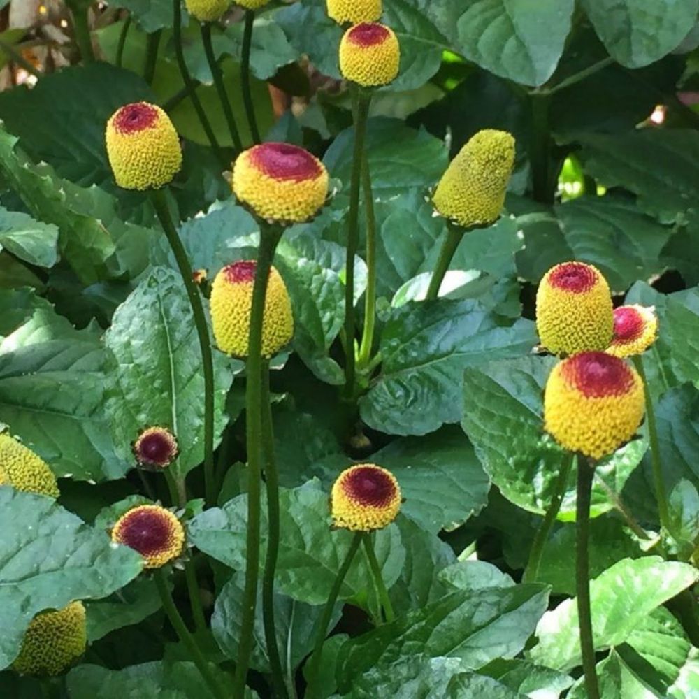 10 Spilanthes Acmella Toothache Plant Seeds For Planting | www.seedsplantworld.com