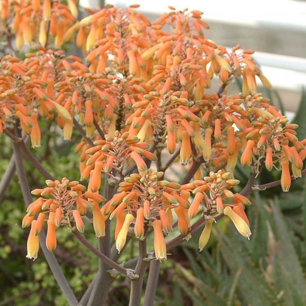 5 Aloe Striata Hardy Aloe Seeds For Planting | www.seedsplantworld.com