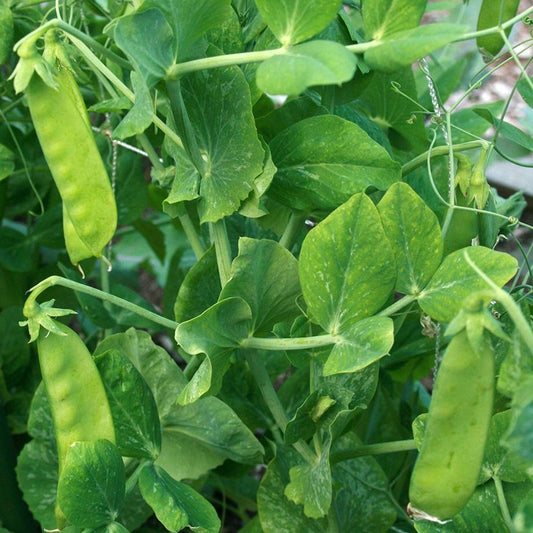 100 Oregon Sugar Pod II Snow Pea Heirloom NON-GMO Vegetable Seeds | www.seedsplantworld.com