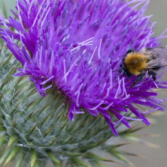 10 Silybum Marianum Milk Thistle Seeds For Planting | www.seedsplantworld.com