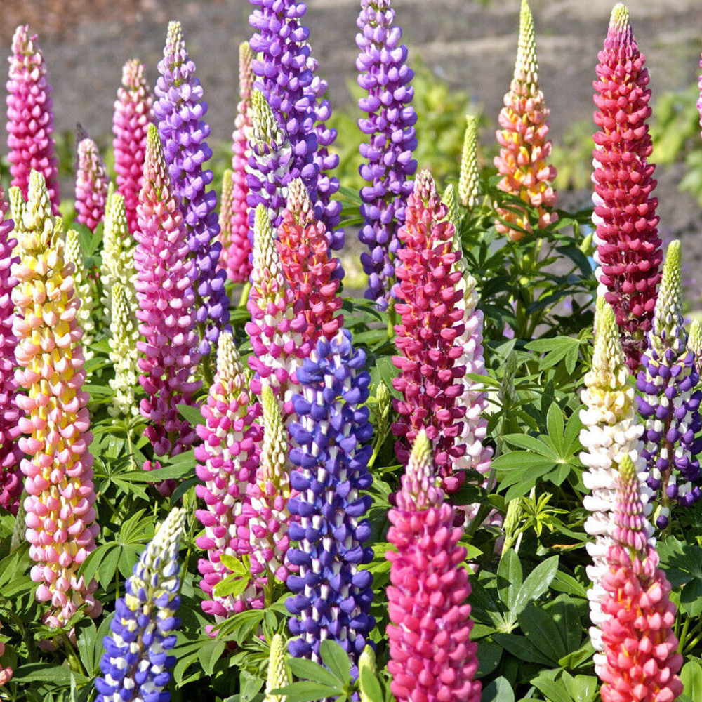 125 Russell Lupine Mixed Colors Lupinus Polyphyllus Flowers Seeds | www.seedsplantworld.com