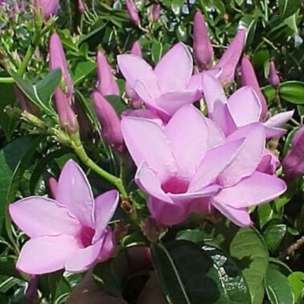 5 Cryptostegia Grandiflora Rubber Vine Seeds For Planting | www.seedsplantworld.com