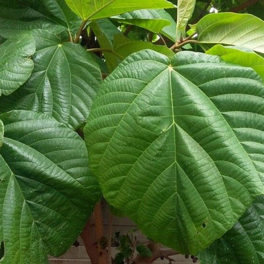 5 Ficus Auriculata Elephant Ear Fig Seeds For Planting | www.seedsplantworld.com