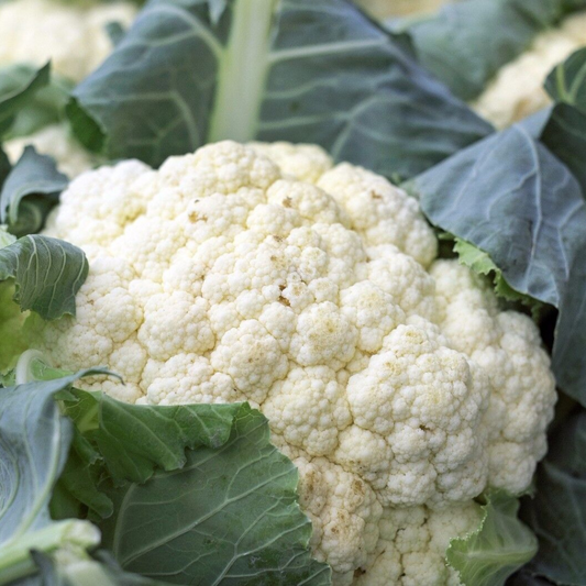 200 Cauliflower Snowball Y Improved Cruciferous Non-GMO Self Blanching Vegetable Seeds | www.seedsplantworld.com