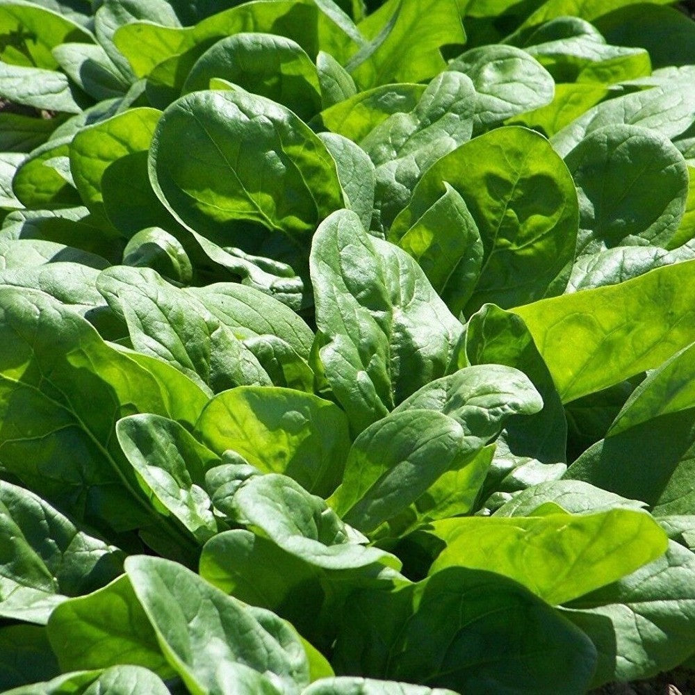 150 Viroflay Spinach Monstrueux de Viroflay NON-GMO Vegetable Seeds | www.seedsplantworld.com