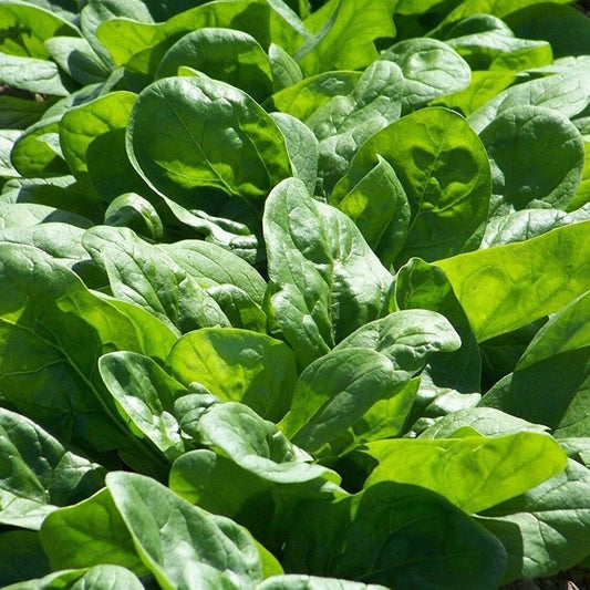 150 Viroflay Spinach Monstrueux de Viroflay NON-GMO Vegetable Seeds | www.seedsplantworld.com