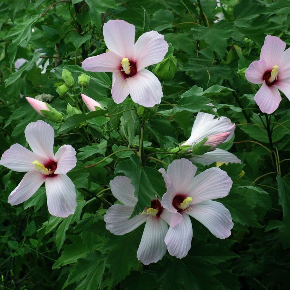 10 Hibiscus Grandiflorus Swamp Rose Mallow Seeds For Planting | www.seedsplantworld.com