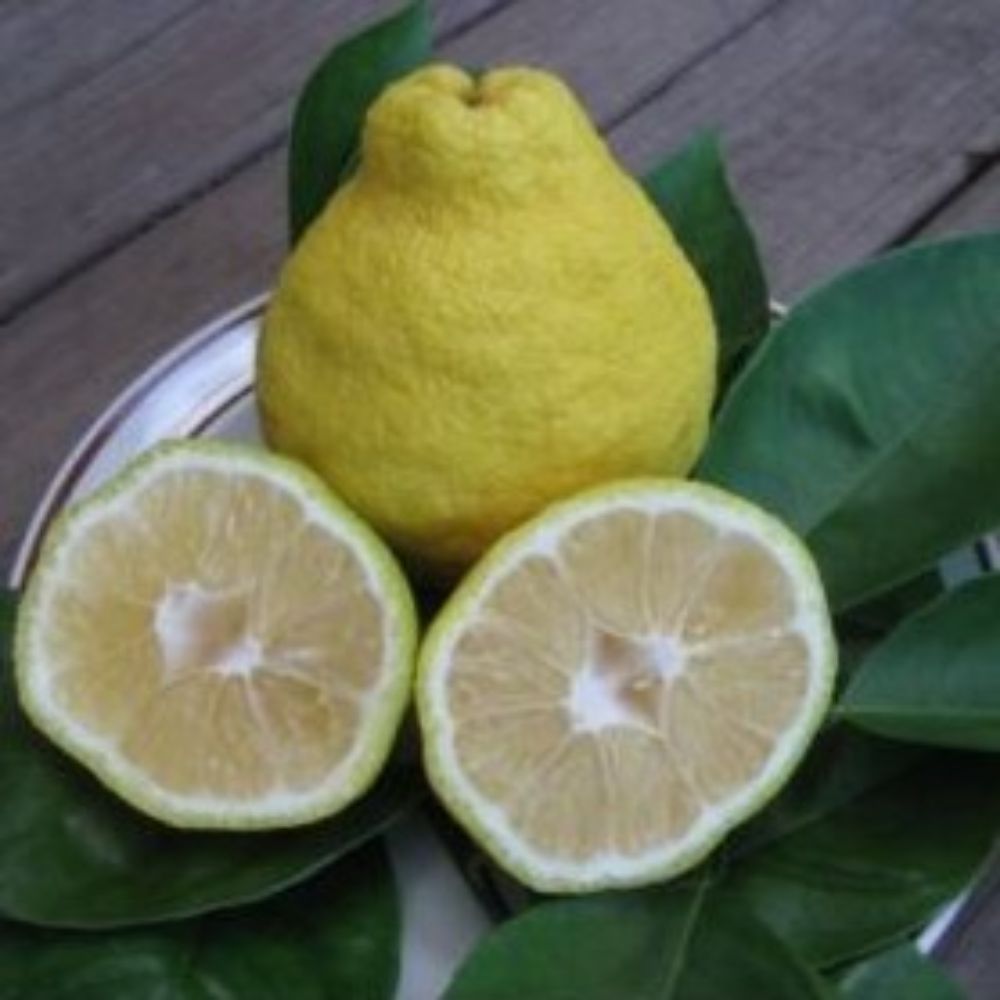 5 Citrus Sulcata Sambokan Lemon Sweetest Lemon Tree Seeds For Planting | www.seedsplantworld.com