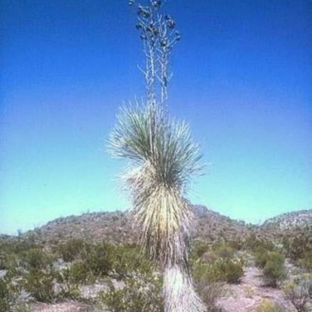 5 Yucca Rostrata Blue Beaked Yucca Hardy Seeds For Planting | www.seedsplantworld.com