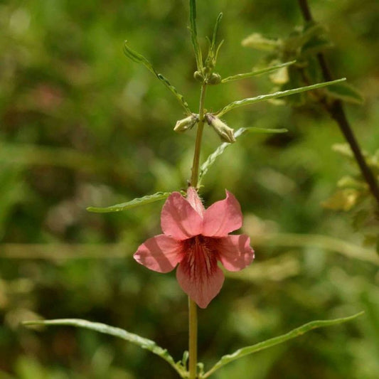 10 Sesamum Alatum Winged Seed Sesame Seeds For Planting | www.seedsplantworld.com