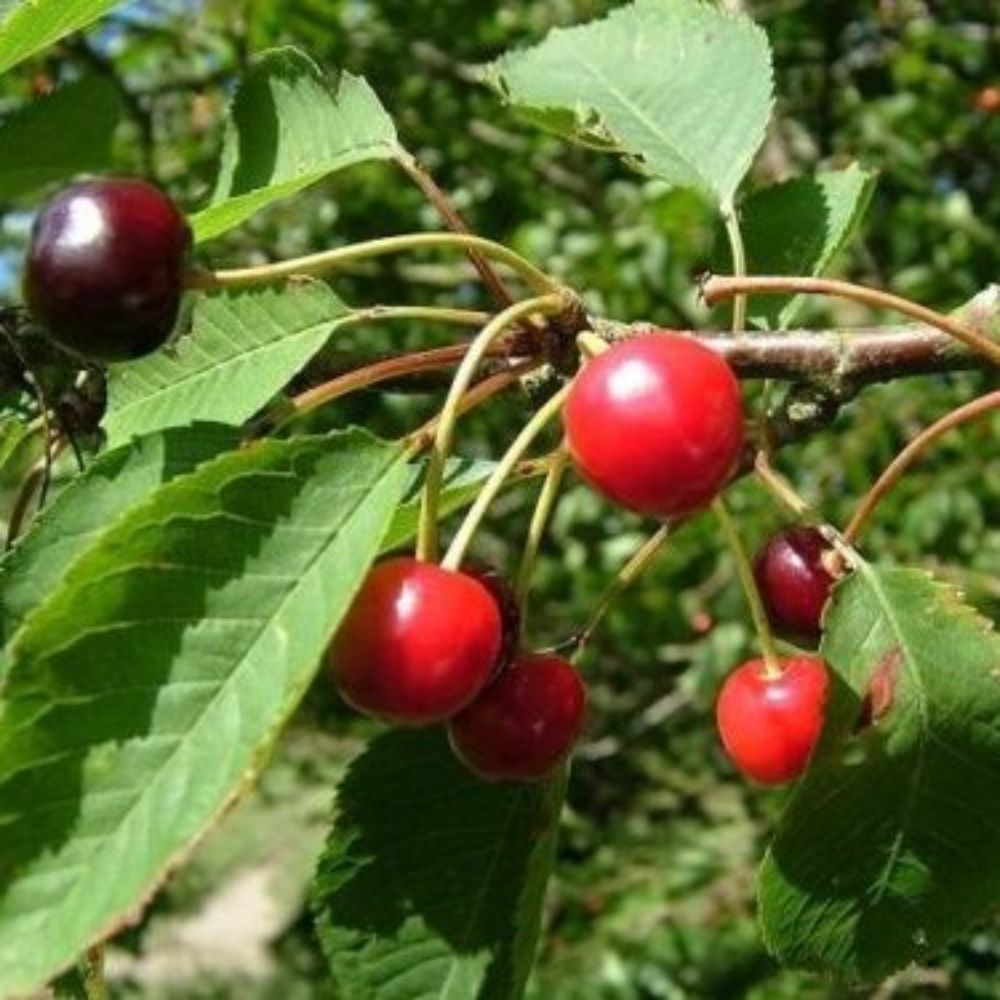 5 Prunus Avium Fruiting Cherry Tree Seeds For Planting | www.seedsplantworld.com