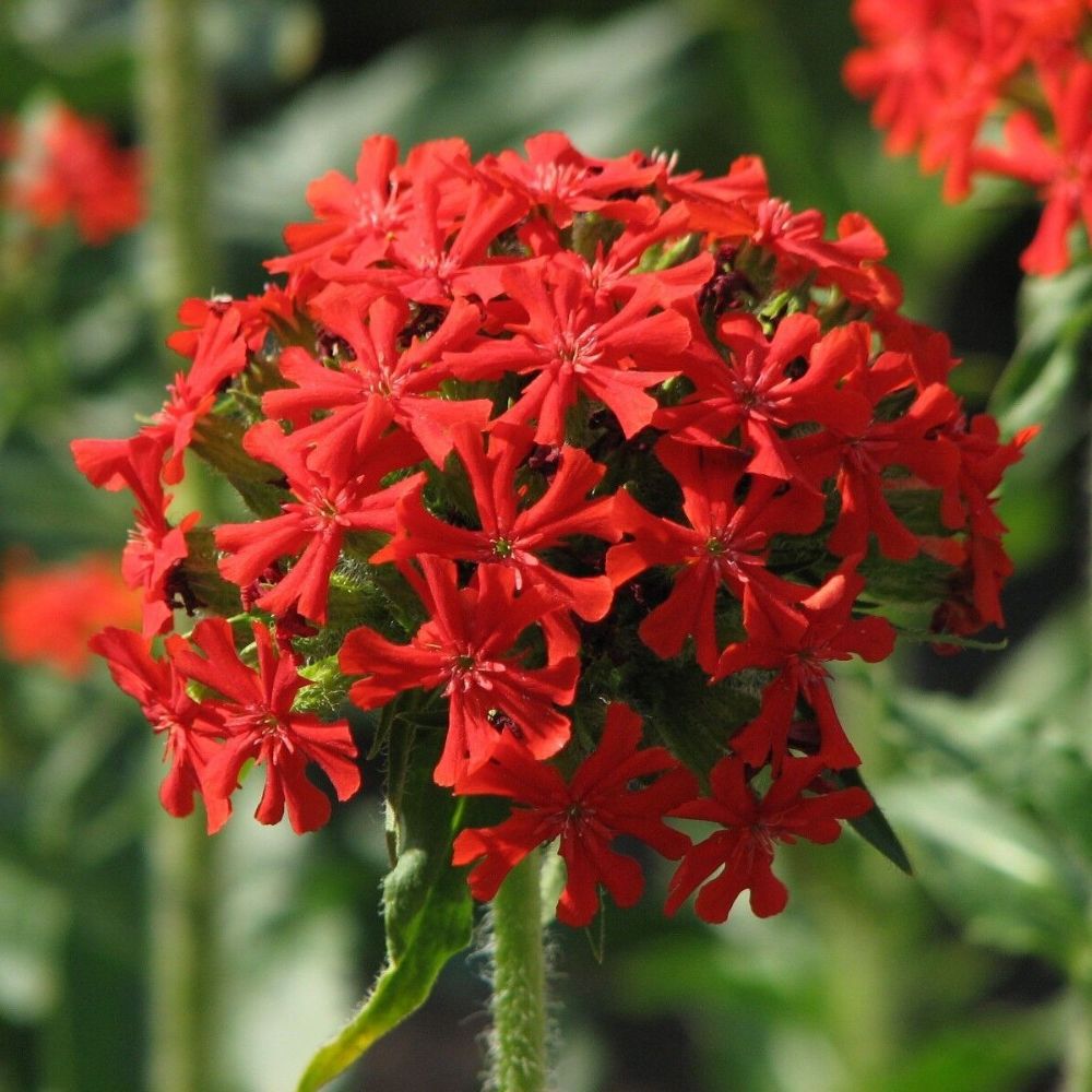 10 Lychnis Chalcedonica Maltese Cross Seeds For Planting | www.seedsplantworld.com