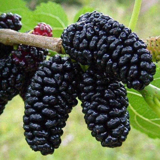 5 Morus Nigra Mulberry Tree Seeds For Planting | www.seedsplantworld.com