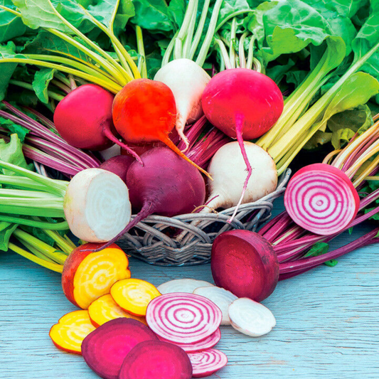 300 Rainbow Mix Beet 4 Species (Detroit Dark Red & Golden Chioggia White) Vegetable Seeds | www.seedsplantworld.com