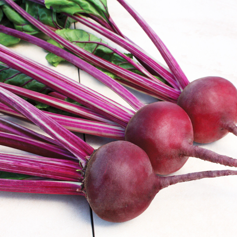 35 Early Wonder Beet Tall Top Beetroot NON-GMO Vegetable Seeds | www.seedsplantworld.com