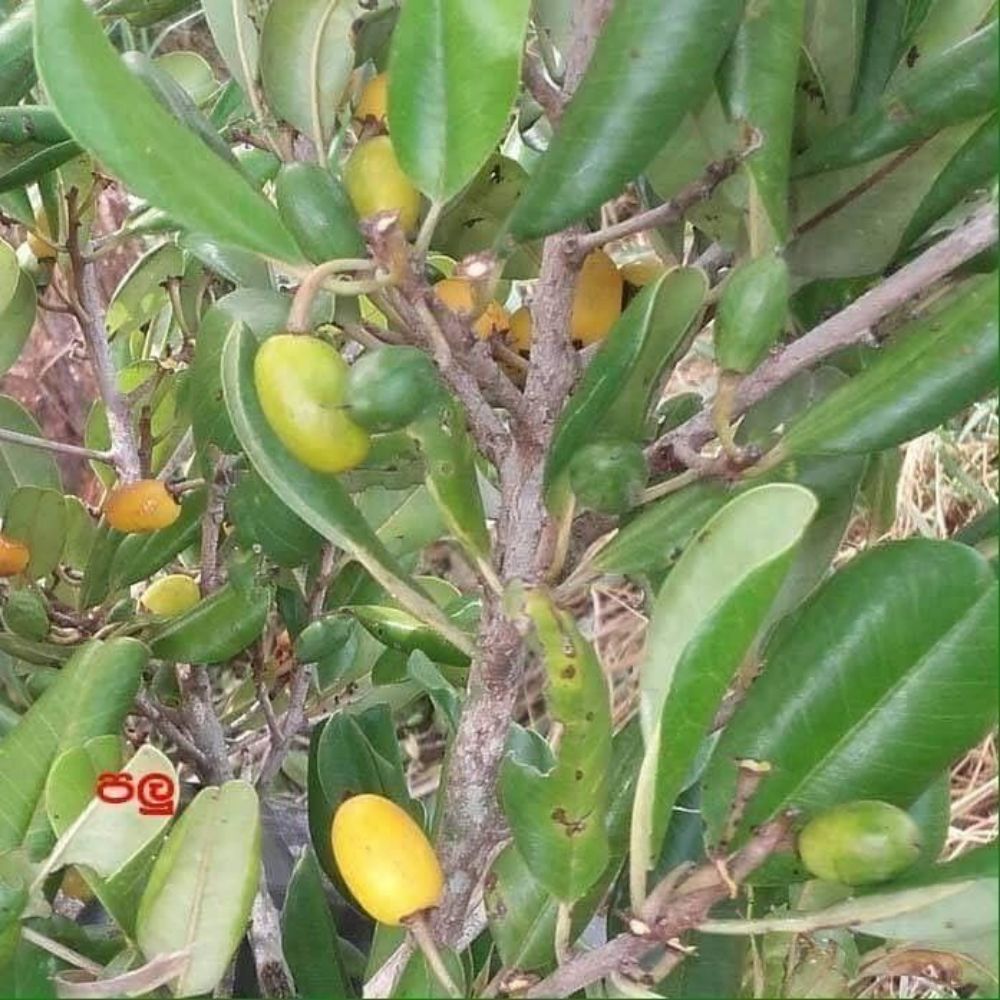 5 Manilkara Hexandra Ceylon Iron Wood Tree Seeds For Planting | www.seedsplantworld.com