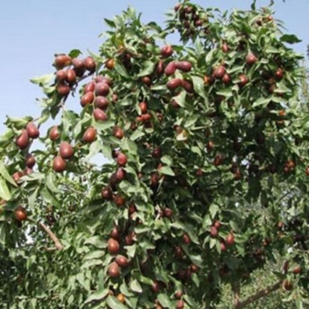 5 Ziziphus Jujuba Jujube Fruit Tree Seeds For Planting | www.seedsplantworld.com