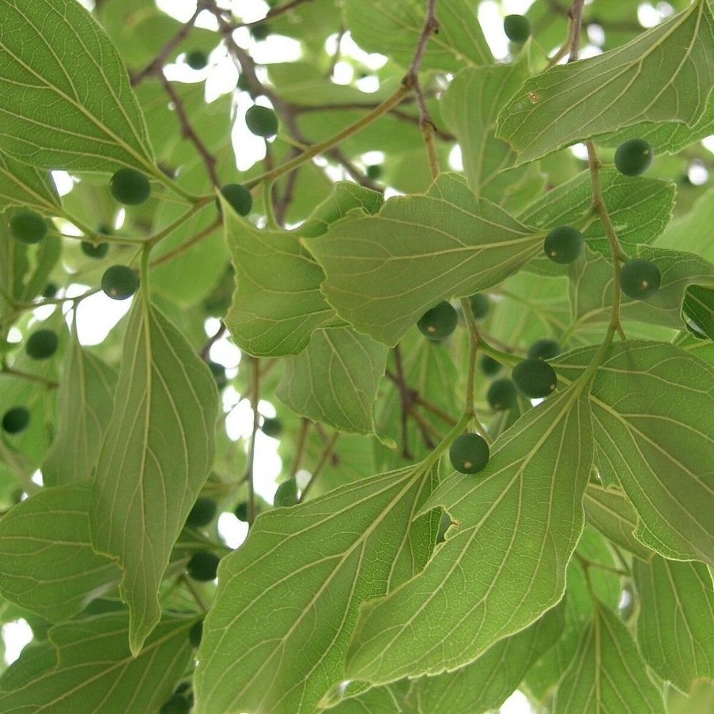 5 Celtis Laevigata Southern Hackberry Tree Seeds For Planting | www.seedsplantworld.com