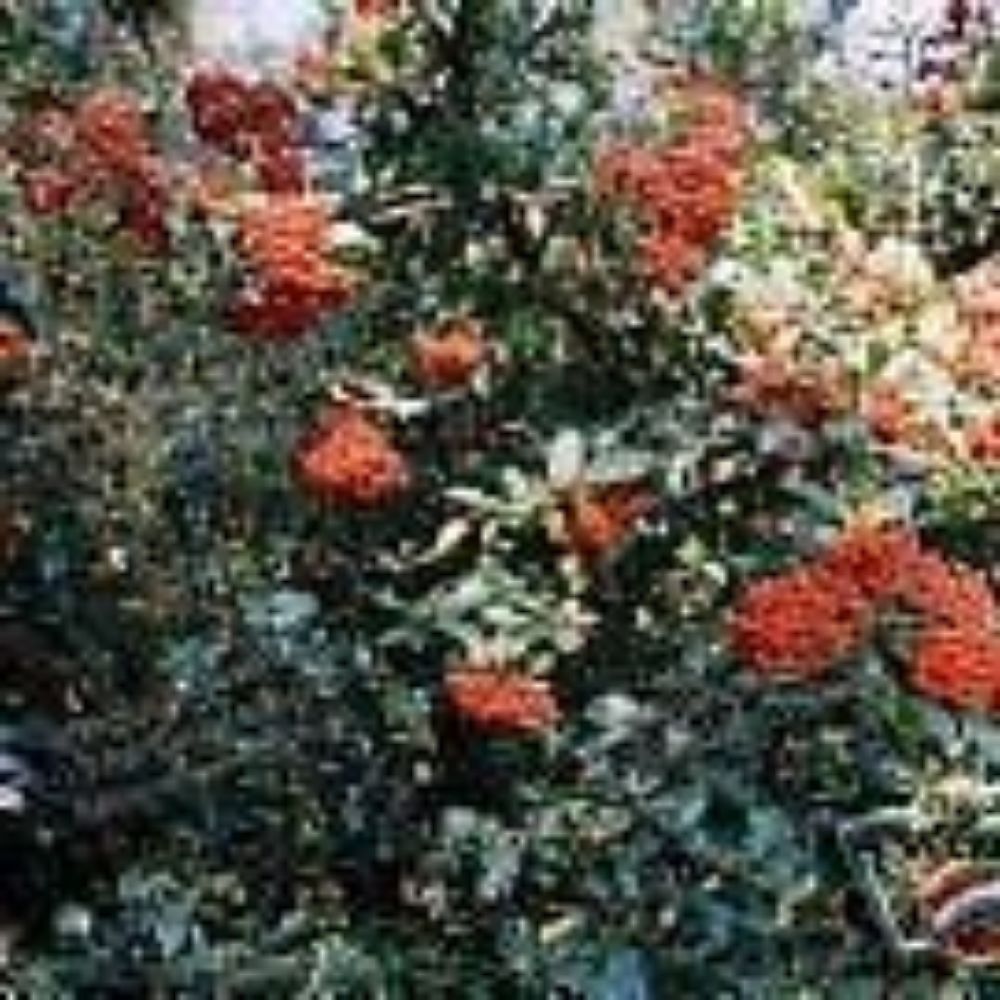 5 Pyracantha Coccinea Firethorn Shrub Seeds For Planting | www.seedsplantworld.com