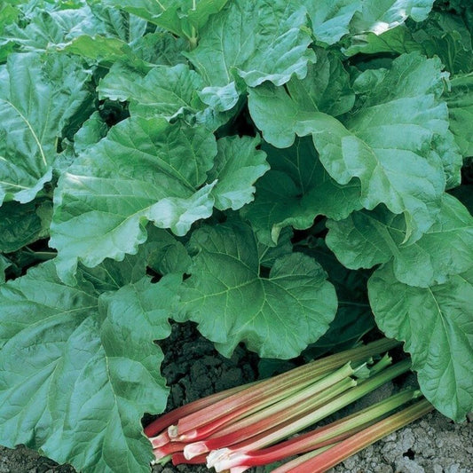 5 Rheum Rhabarbarum Victoria Rhubarb Seeds For Planting | www.seedsplantworld.com