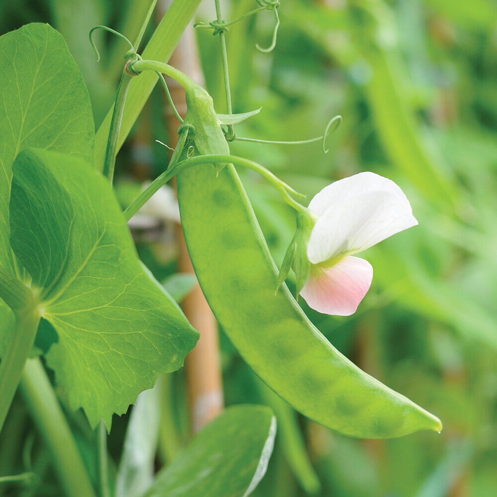 160 Dwarf Grey Sugar Snow Pea NON-GMO Heirloom Vegetable Seeds | www.seedsplantworld.com