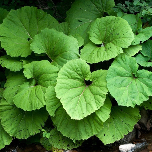 5 Petasites Hybridus Butter Burr Huge Leaves Seeds For Planting | www.seedsplantworld.com