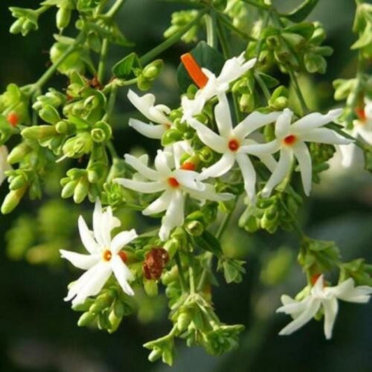 5 Nyctanthes Arbor Tristis Night Flowering Jasmine Seeds For Planting | www.seedsplantworld.com