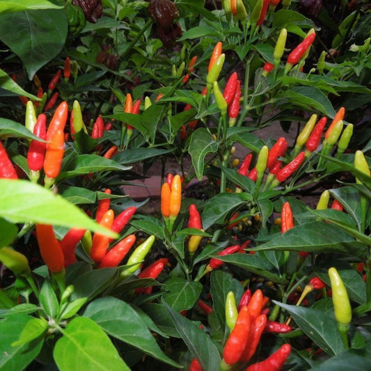 125 Tabasco Pepper Hot Chili Pepper NON-GMO Vegetable Seeds | www.seedsplantworld.com