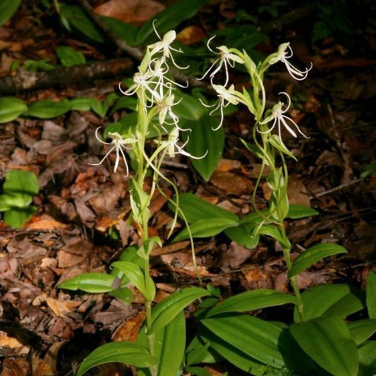 10 Habenaria Unalascensis Bog Orchid Seeds For Planting | www.seedsplantworld.com