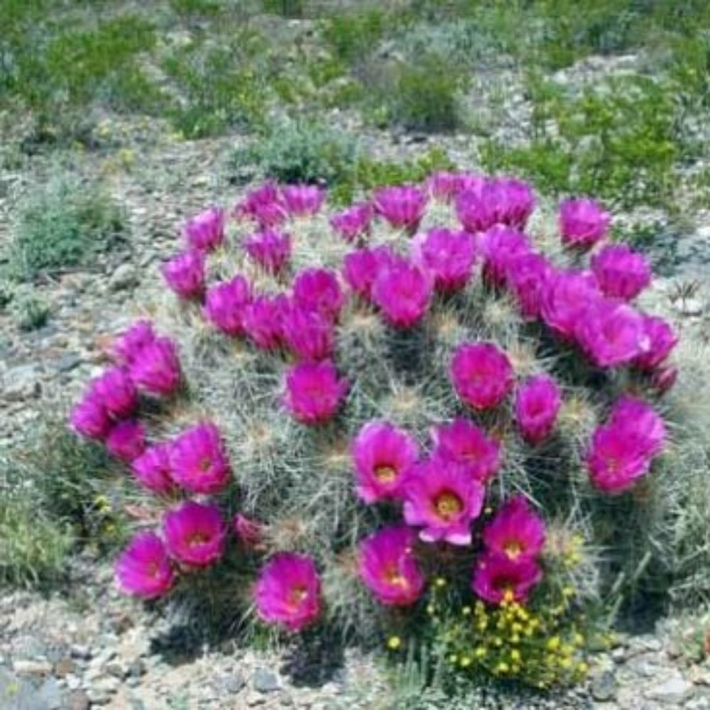 10 Echinocereus Stramineus Hardy Hedgehog Cactus Seeds For Planting | www.seedsplantworld.com