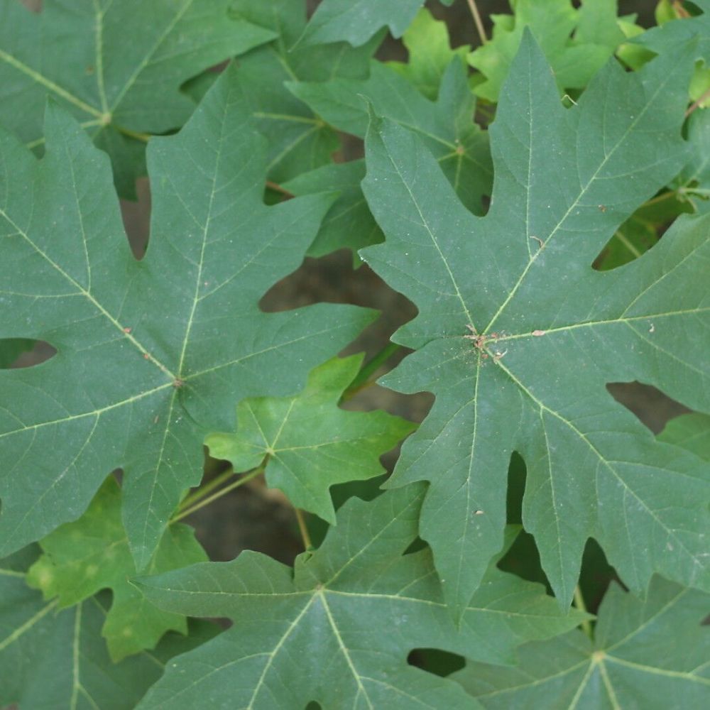 10 Acer Macrophyllum Bigleaf Maple Tree Seeds For Planting | www.seedsplantworld.com