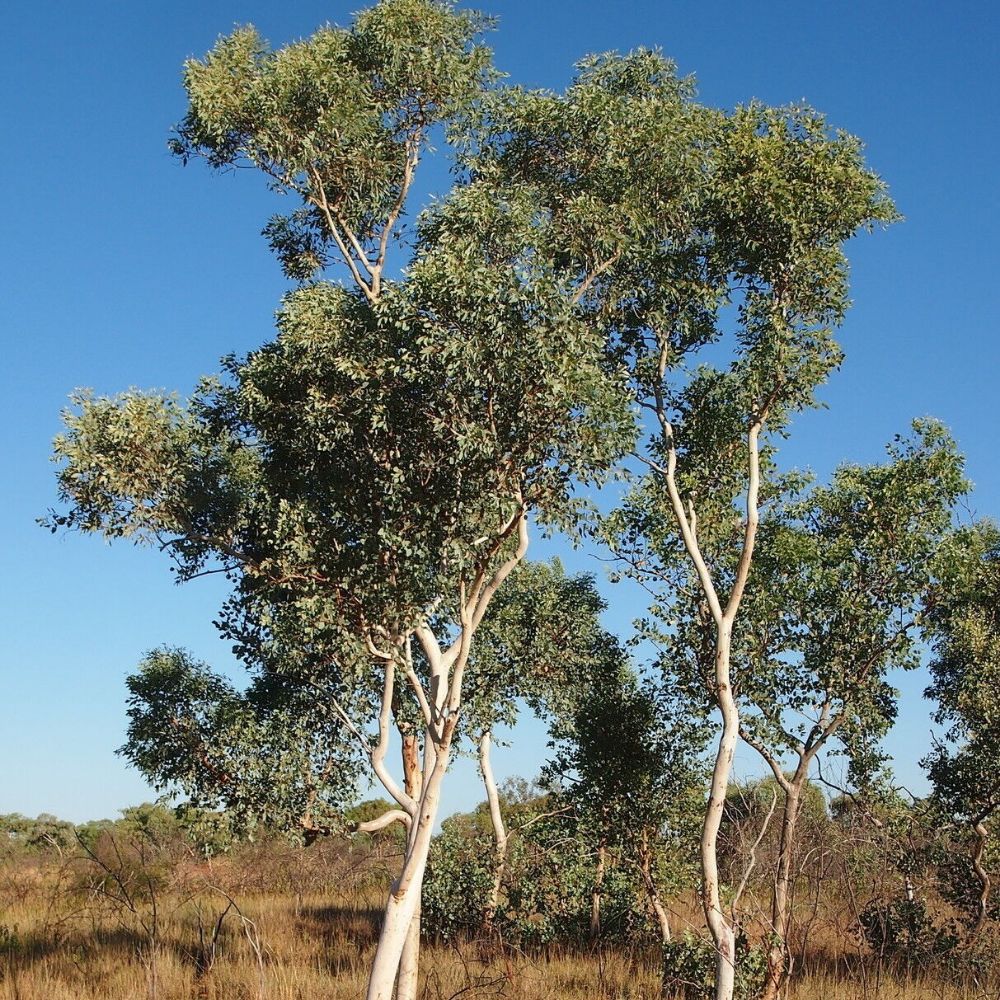 10 Eucalyptus Alba White Gum Seeds For Planting | www.seedsplantworld.com