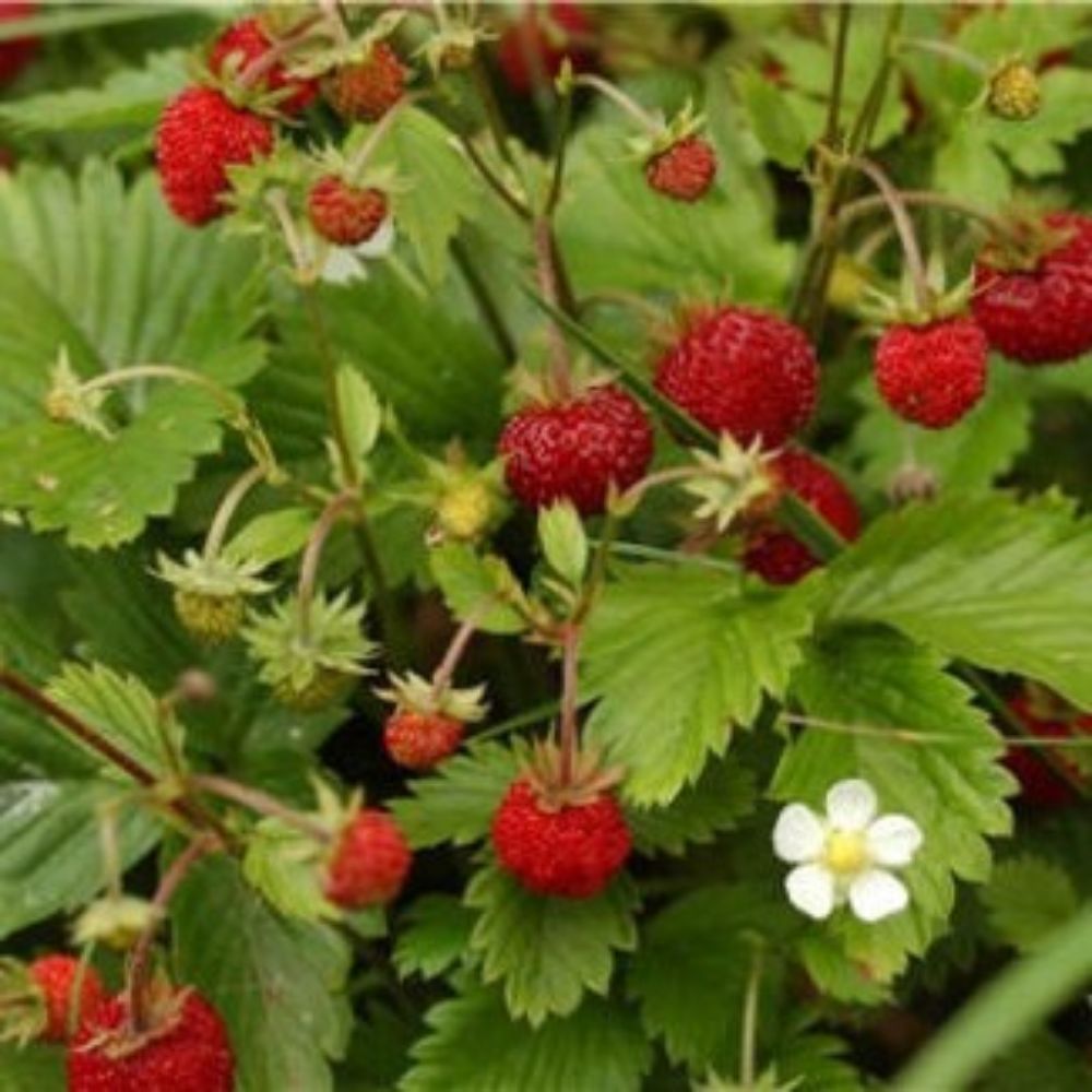 10 Fragaria Vesca Alpine Strawberry Seeds For Planting | www.seedsplantworld.com