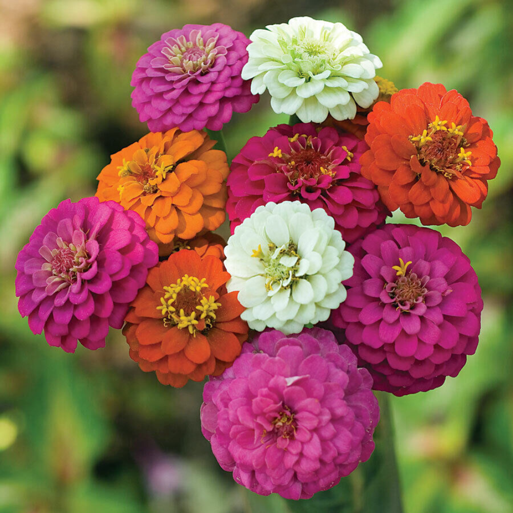 100 Thumbelina Zinnia Mix Dwarf Colorful Container Bouquet Flower Seeds | www.seedsplantworld.com