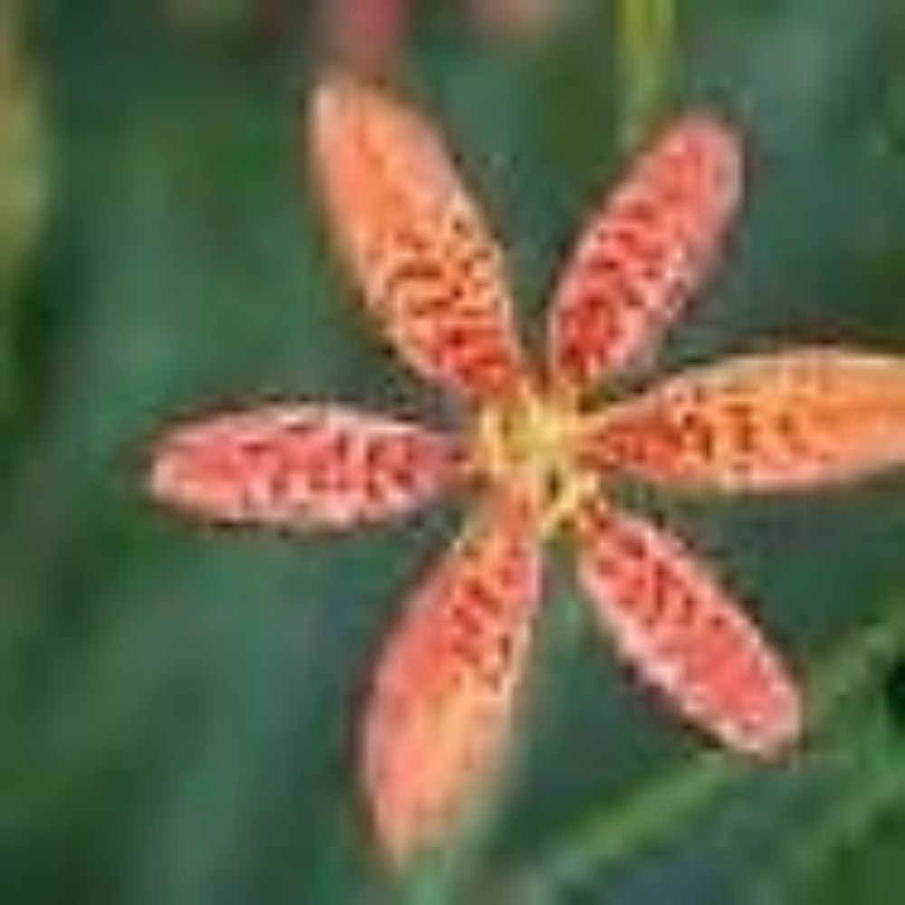 5 Belamcanda Chinensis Blackberry Lily Seeds For Planting | www.seedsplantworld.com